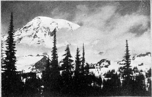 Taken in Rainier National Park. From a Photograph Copyright, 1908, by W. L. Dawson.
THE UNVEILING.
A FAVORITE HAUNT OF THE KINGLET.