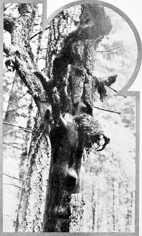Taken near Tacoma. Photo by W. Leon Dawson.
NEST OF TAWNY CREEPER IN DEAD OAK TREE.
DETAIL OF PRECEDING ILLUSTRATION. THE NEST APPEARS UNDER THE BARK SCALE ON THE RIGHT, AND THE WONDER IS HOW IT MAINTAINS ITS POSITION.