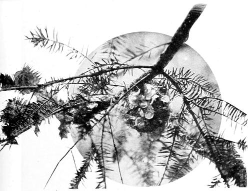 Taken near Tacoma. Photo by Bowles and Dawson.
A DECORATED NEST.