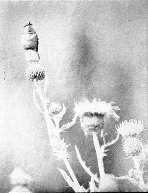 Taken in Spokane. Photo by F. S. Merrill.
CALLIOPE HUMMER, FEMALE.