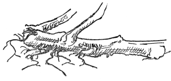 FIG. 4.&mdash;ADVENTITIOUS ROOTS OF THE TOMATO

Produced from joints or injured places.