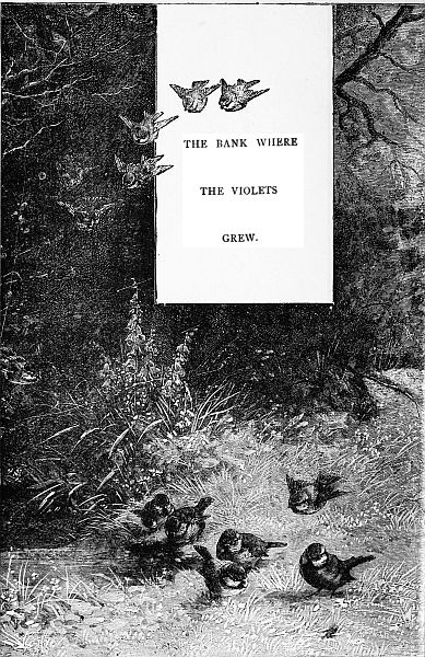THE BANK WHERE
THE VIOLETS GREW