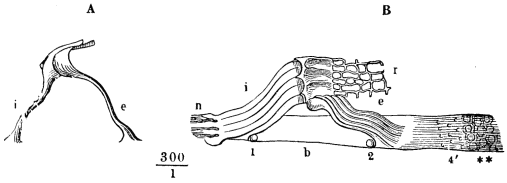Image unavailable: Fig. 22.&mdash;The rods of Corti. A, a pair of rods separated from the
rest; B, a bit of the basilar membrane with several rods on it,
showing how they cover in the tunnel of Corti; i, inner, and
e, outer rods; b, basilar membrane; r, reticular membrane.
