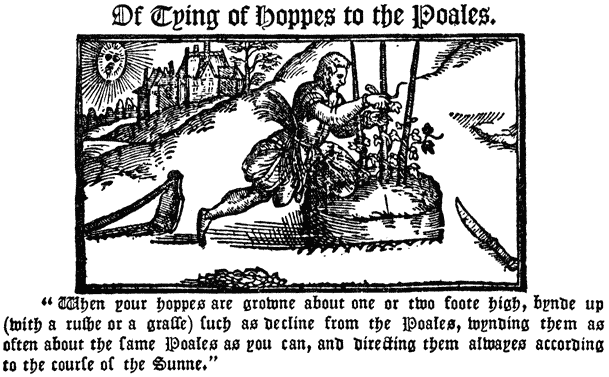 
 Of Tying of Hoppes to the Poales. |

 “When your hoppes are growne about one or two foote high,
 bynde up (with a rushe or grasse) such as decline from the
 Poales, wynding them as often about the same Poales as you
 can, and directing them alwayes according to the course of
 the Sunne.”