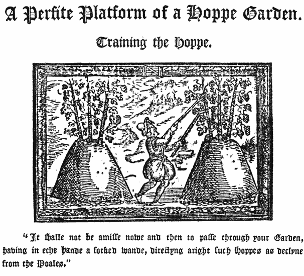 
A Perfite Platform of a Hoppe Garden. |

Training the Hoppe. |

“It shall not be amisse nowe and then to passe through your
Garden, having in eche Hande a forked wande, directyng
aright such Hoppes as decline from the Poales.”