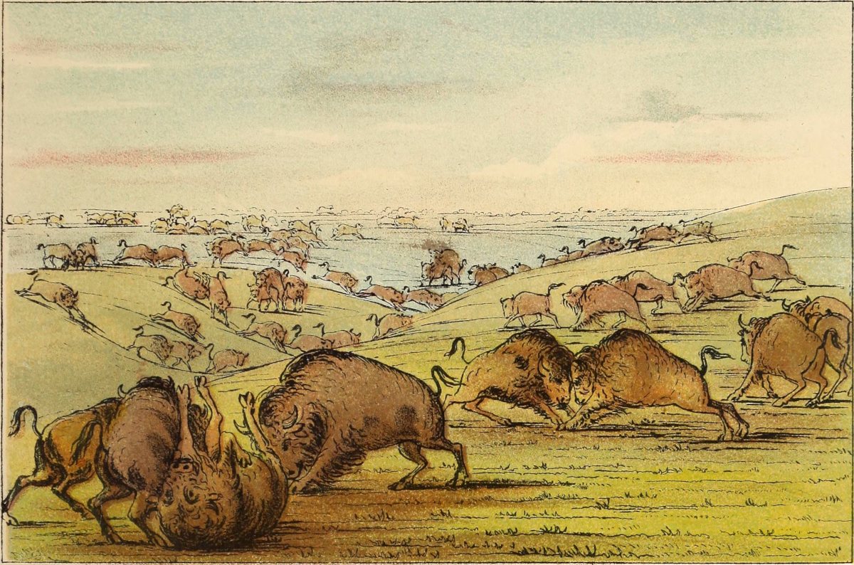 buffaloes fighting