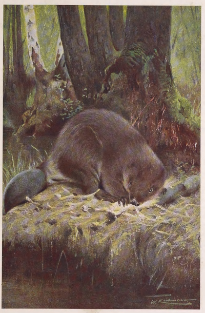 beaver