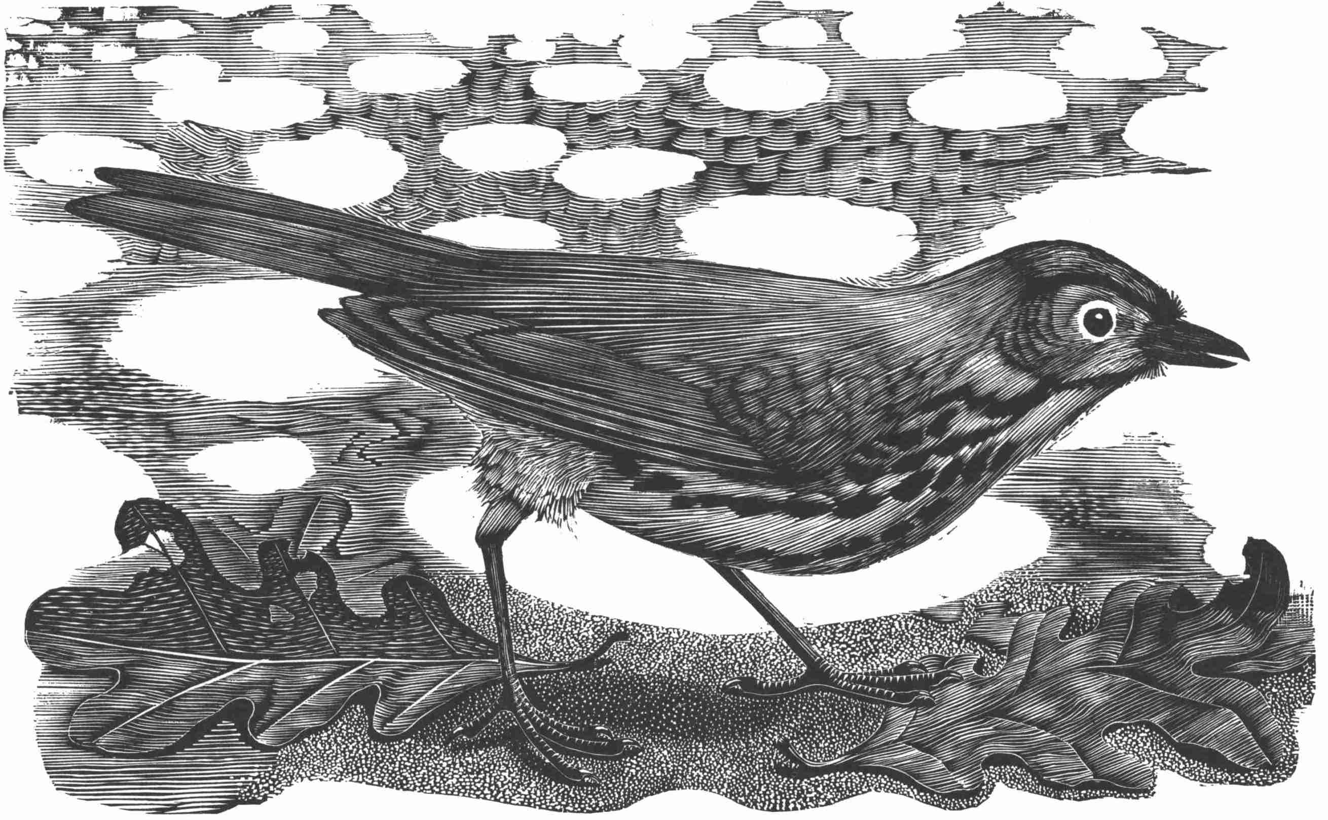 Bird