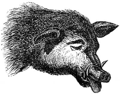 Ilustración