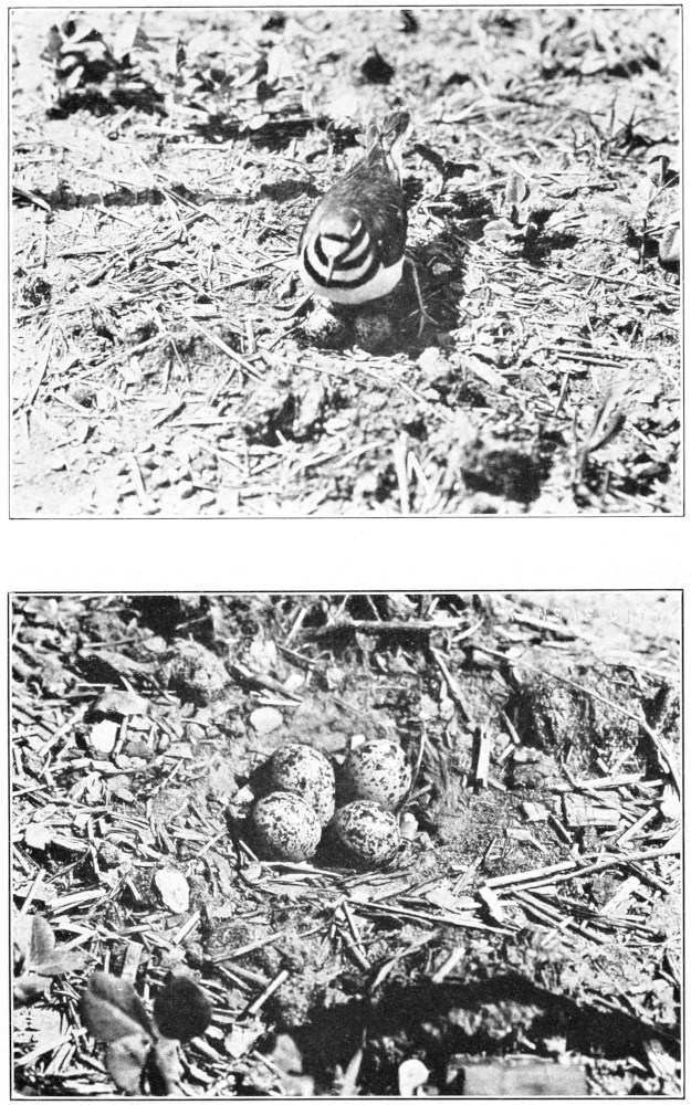 Killdeer