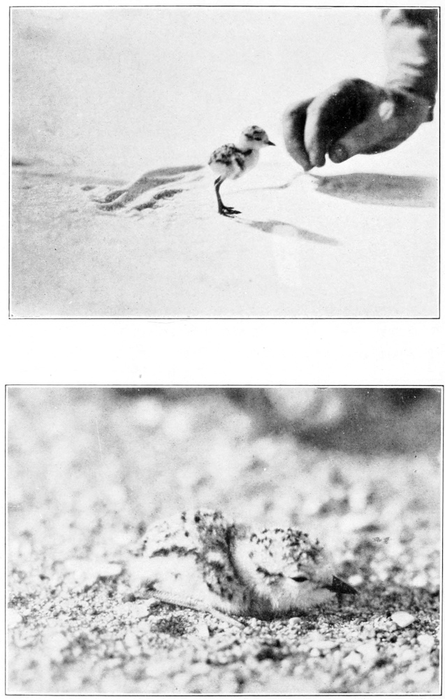 Snowy plover