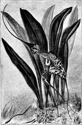 THE SPECTRAL MASDEVALLIA.--MASDEVALLIA CHIM&AElig;RA (Natural Size)